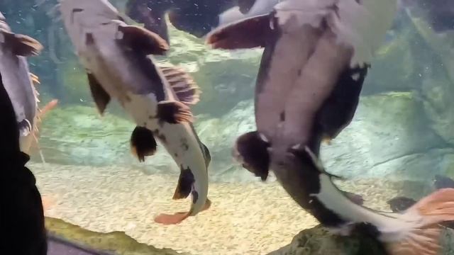 Coex Aquarium Biggest Aquarium in South Korea смотреть онлайн