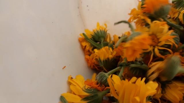 Как появляются трипсы на фиалках? Не делайте так! смотреть онлайн