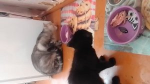 КУРИНЫЕ ГОЛОВЫ ДЛЯ КОШКИ. CHICKEN HEADS FOR CAT'S