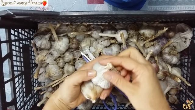 Как мы храним озимый чеснок смотреть онлайн