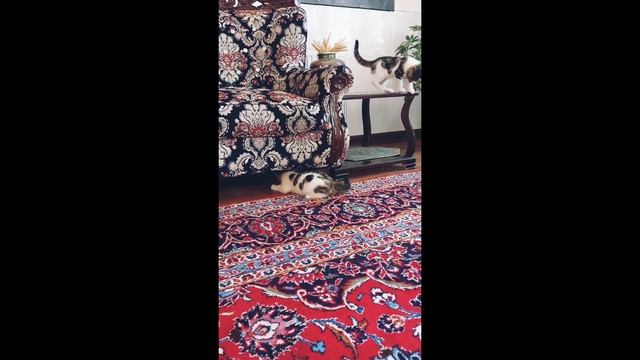 Domino with cats! Watch till the end ???♀️#猫 #cat #ねこ #katze #catchallenge #kitty #고양이 #chat #neko смотреть онлайн
