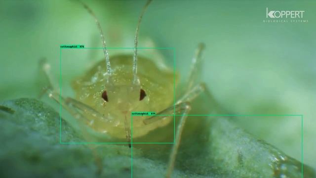 Tensorflow custom object detection - Cotton Aphids - Demo for custom AI model. смотреть онлайн