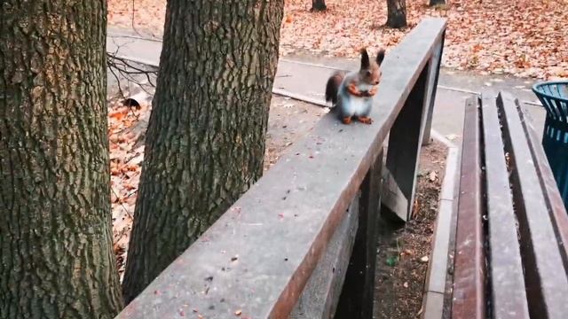 Белки в парке. Кормление белочек. забавное видео с белкой. смотреть онлайн