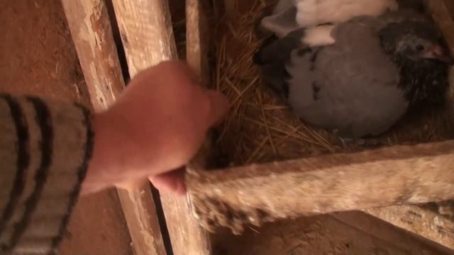 Витамин Д для голубят 2019.