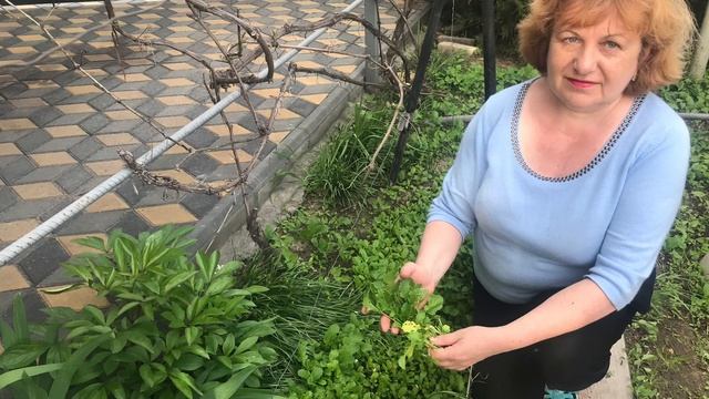 Горчица !!! Для урожая , от болезней , от сорняков !!! Время перекапывать ... смотреть онлайн