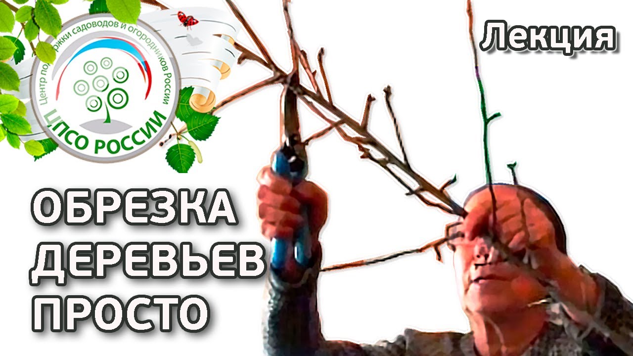 Обрезка деревьев. Разобраться в обрезке плодовых деревьев просто смотреть онлайн