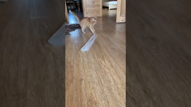 Симба Младший и Сосулька! смотреть онлайн