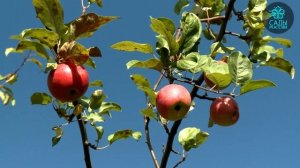 Яблоня Краса Свердловска