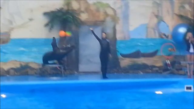 Поездка в Киев дневник 3 дельфинарий НЕМО смотреть онлайн