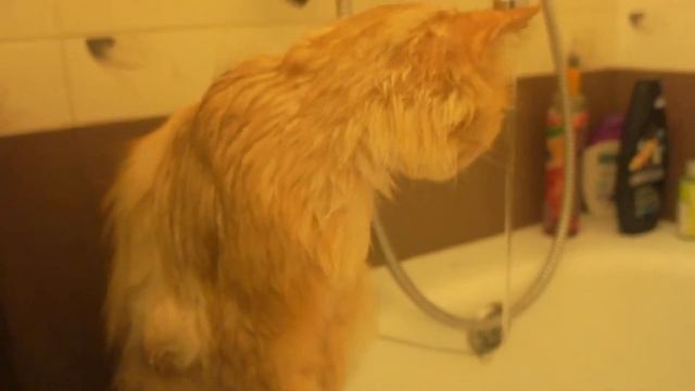 КОШКА В ВАННОЙ купается The CAT IN the BATHROOM pretty bathes смотреть онлайн