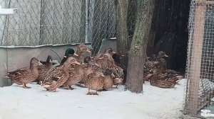 Молодые Подсадные утки, выводок 2022 г.