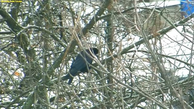 Грач и галка. Грач не даёт Галке покушать! А Галка голодная. Грач тоже.