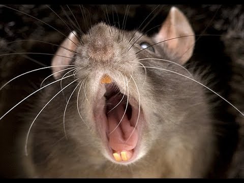 Как избавиться от Крыс.Лучший народный метод. смотреть онлайн