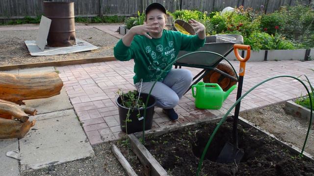 Как цветет клематис? Выращивание клематиса. Правила посадки и ухода за клематисом