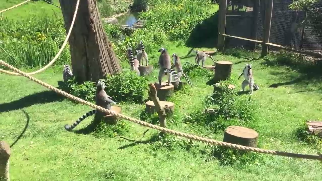 Лемуры напали на утку с утенком смотреть онлайн