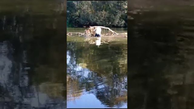 вот так расчищают рыбные места смотреть онлайн