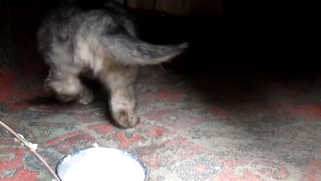 Как кормить щенка в 20 дней кавказская овчарка смотреть онлайн