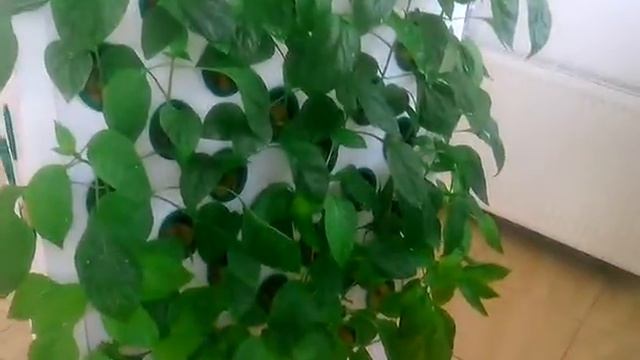 перец аэропоника смотреть онлайн