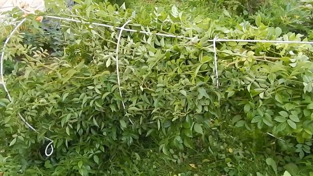 РОЗЫ.УЖЕ ДАВНО ПОРА! ОБРЕЗАЕМ ОДНОКРАТОК-МОНСТРОВ. смотреть онлайн