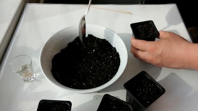 Как вырастить Грейпфрут из косточки дома (часть 1) смотреть онлайн
