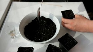 Как вырастить Грейпфрут из косточки дома (часть 1)