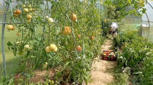 СОБРАЛА ПОМИДОРЫ, ИСПЕКЛА ПЕЧЕНЬКИ И ХВАТИТ НА СЕГОДНЯ.