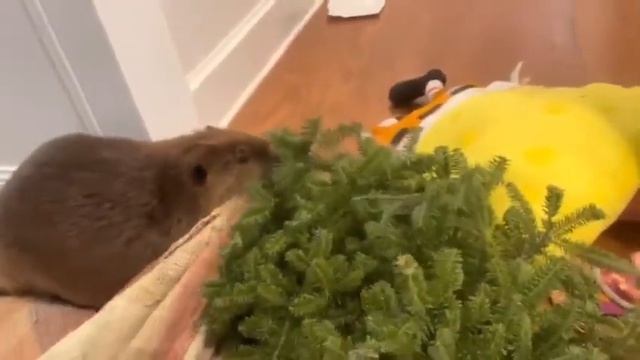 домашний бобер строит плотину из всего, что есть в доме. Его спасли в раннем детстве смотреть онлайн