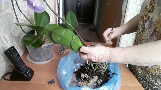 Приручаем корни орхидеи к керамзиту,эксперемент начался смотреть онлайн