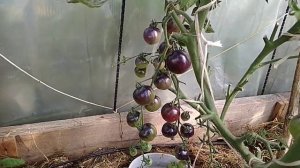 Томаты 2018. Сорт Черная гроздь