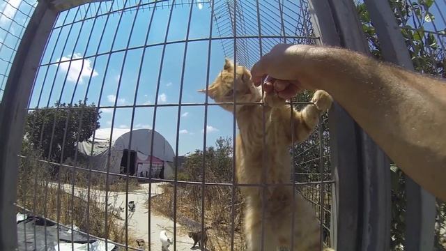 Не покупайте котенка! Просто возьмите из приюта или с улици. смотреть онлайн