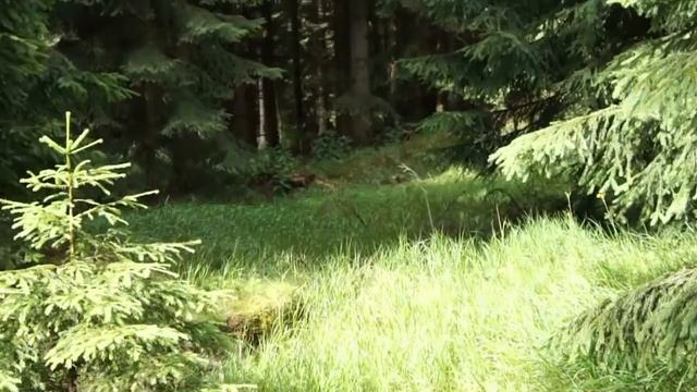 Видео фон "Лесная поляна II" смотреть онлайн