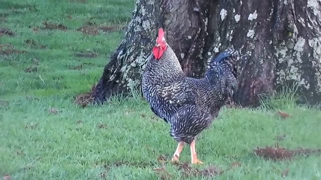 Rooster Crowing Compilation Plus - Rooster Crowing Sounds Effect 2016