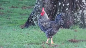 Rooster Crowing Compilation Plus - Rooster crowing sounds Effect 2016