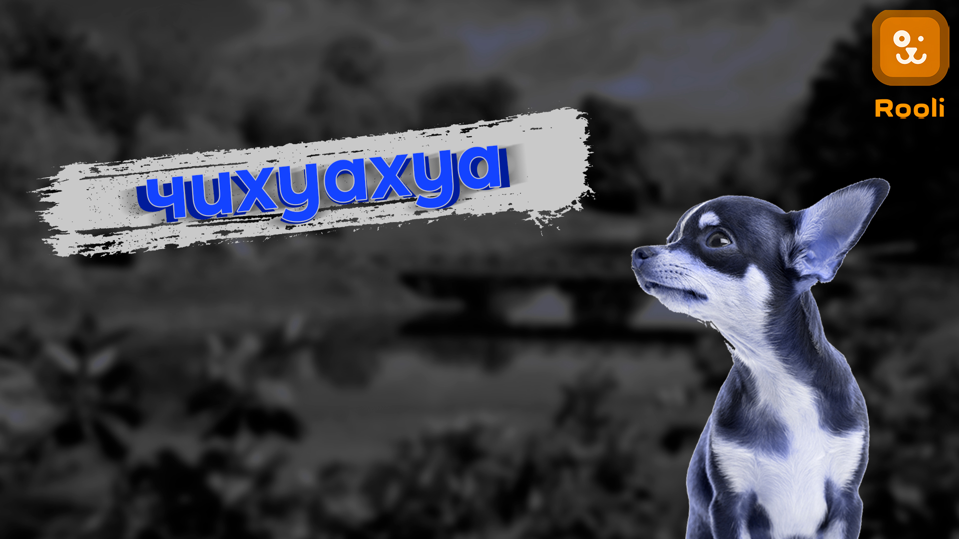 Чихуахуа: все, что вам нужно знать о породе и как правильно ухаживать смотреть онлайн