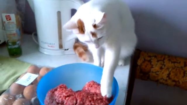 мой кот ест фарш смотреть онлайн