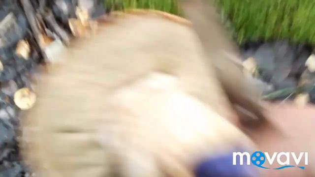 грибов море!!! все со мной за грибами!!! смотреть онлайн
