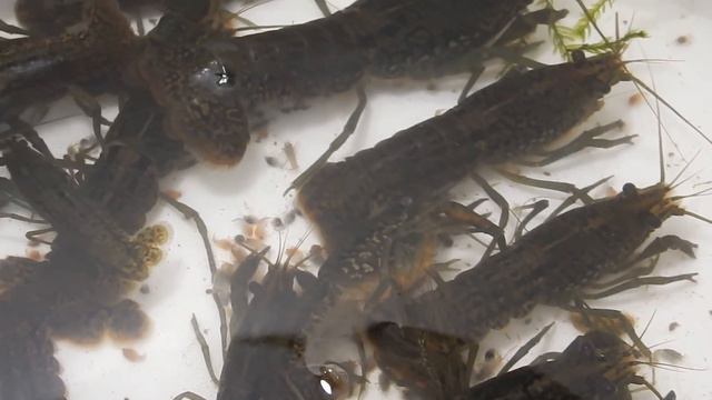 Необычный источник живого корма. смотреть онлайн