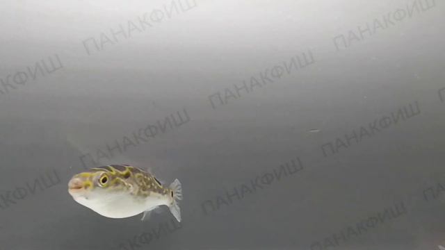 Шар-восьмерка (Tetraodon Biocellatus)