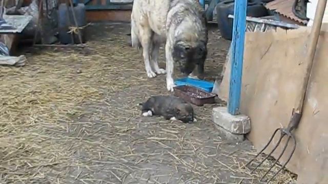 Щенки кавказцы!! смотреть онлайн
