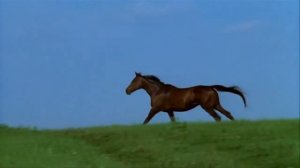 Бегущая лошадь - Running horse