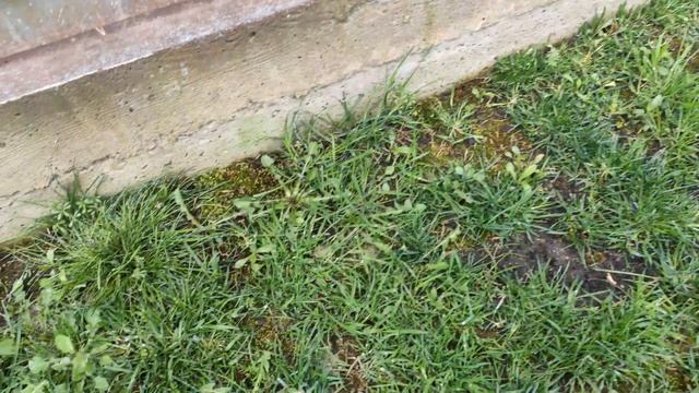 Подсев газона с песком и без песка, прошло 5 недель (2-й сезон). Видео №5 (23.04.2022) смотреть онлайн