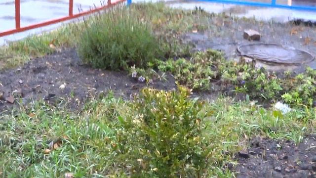 ПРИРОДА. ЦВЕТЫ ОСЕНЬЮ. ЛАВАНДА И БЕРЕСКЕЛЕТ НА ГАЗОНЕ. 13 НОЯБРЯ 2022 смотреть онлайн