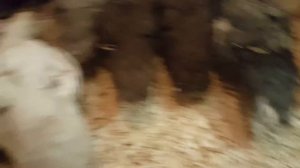 Бройлер на сетке, самый оптимальный вариант.