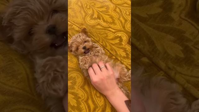 maltipoo Korea f1 girls🔆Luna🔆t+79526435217🫐🥛🍪🫐🥛🍪🫐🥛🍪🫐🥛🍪🫐🥛🍪🫐🥛🍪🫐🥛🍪🫐🥛🍪🫐🥛🫐🥛 смотреть онлайн