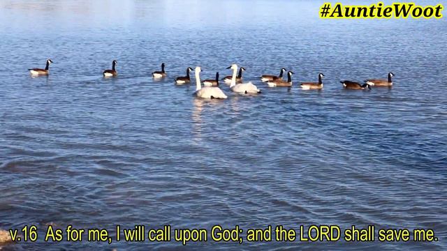 Psalms 54, 55 & 56 King James Version KJV KJB Audiobook with Captions Read Along ESL смотреть онлайн