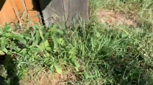 Сажаем деревья на пасеке