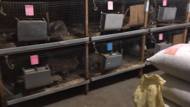 Разделил кроликов на мальчиков и девочек! смотреть онлайн