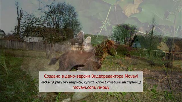 в мире животных avi 2 смотреть онлайн