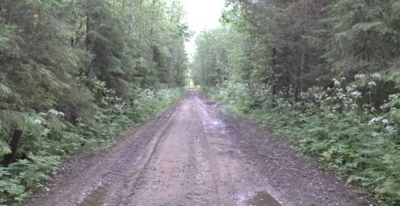 #Норка и ее выводок в дикой среде обитания