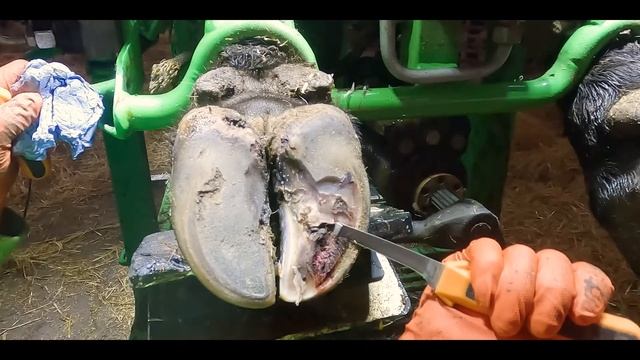 angry bull's EXPOSED CORIUM causes real pain смотреть онлайн